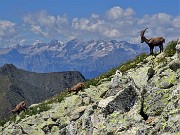 55 Stambeccone con due piccoli sullo sfondo della Alpi Retiche